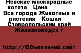 Невские маскарадные котята › Цена ­ 15 000 - Все города Животные и растения » Кошки   . Ставропольский край,Железноводск г.